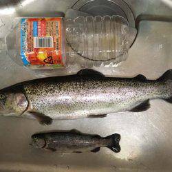 芥川マス釣り場でジャンボニジマス！