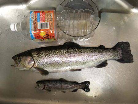 芥川マス釣り場でジャンボニジマス！