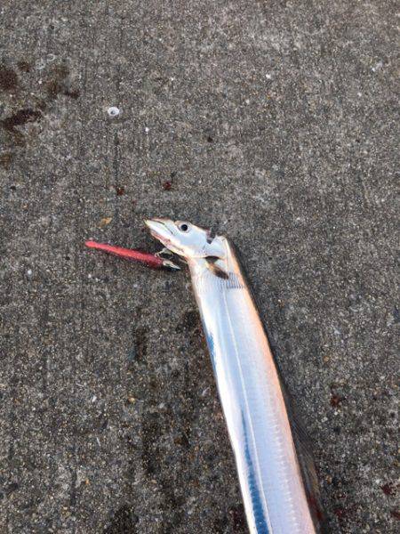 南芦屋浜タチウオ