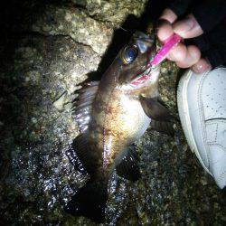 廿日市護岸  好調メバルプラッキング