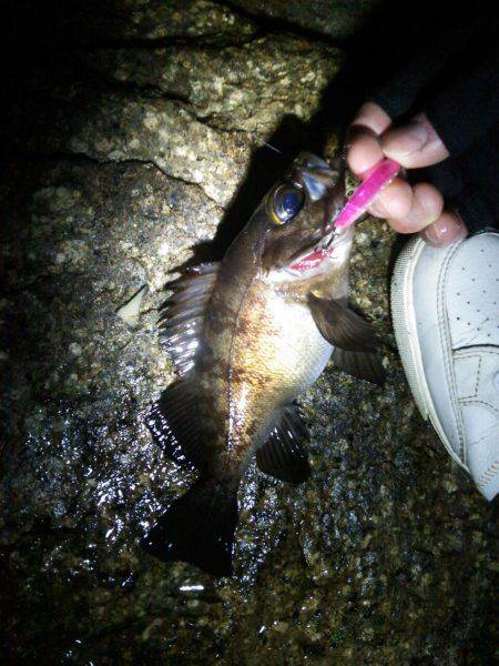 廿日市護岸  好調メバルプラッキング