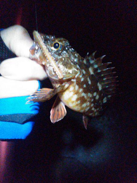 渋い…でも楽しい！