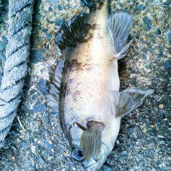 新春初メバリング