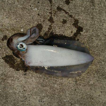 初釣りはヤエン