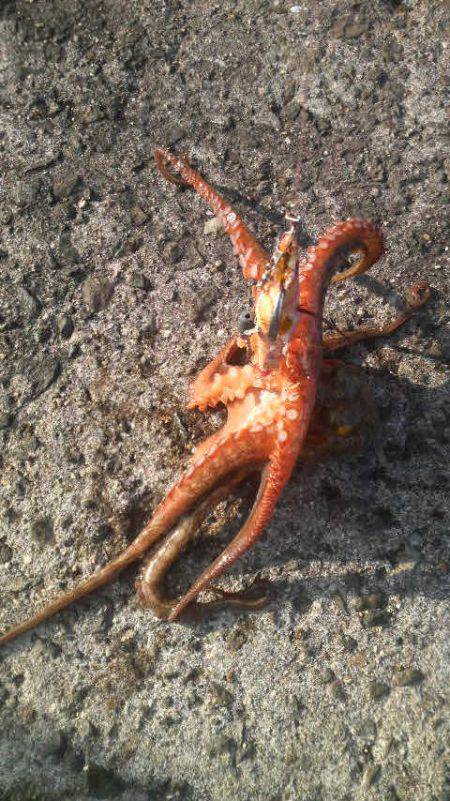 初釣りの結果は・・・無事タコ上げが出来まし…