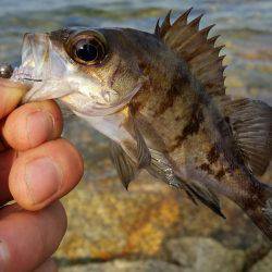 メバル　ガシラ