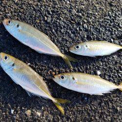 初釣りのはずが…