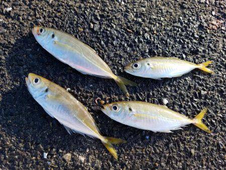 初釣りのはずが…