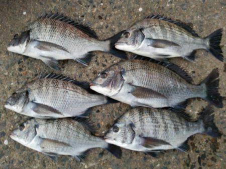 出直しのチヌ(メイタ)