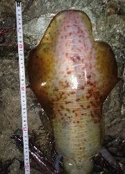 今年エギング初釣行