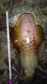 今年エギング初釣行