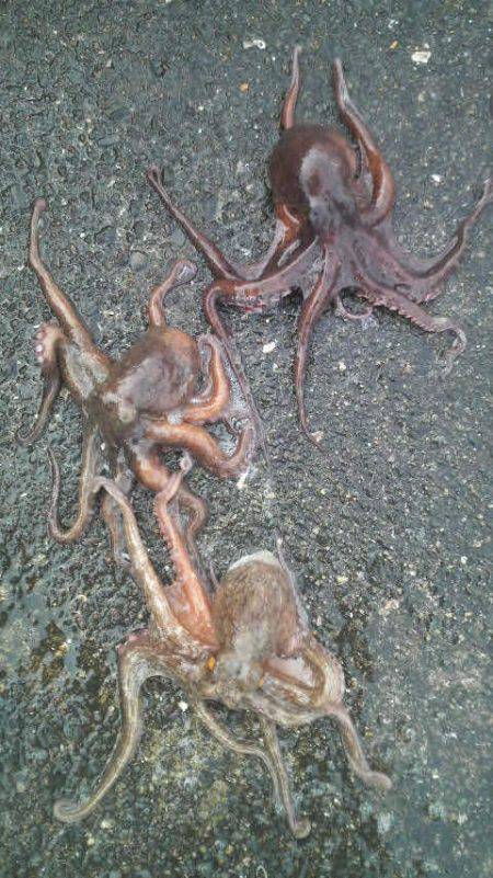 今年になって４匹の釣果です！