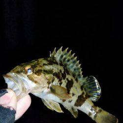 メバルは釣れずにタケノコメバルばっかり