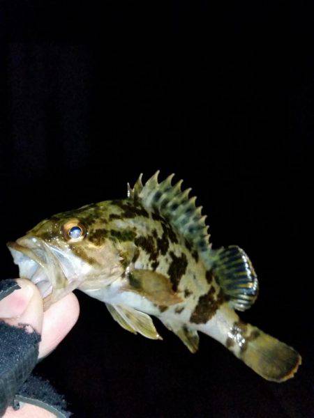 メバルは釣れずにタケノコメバルばっかり