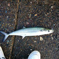 サゴシ沢山います。