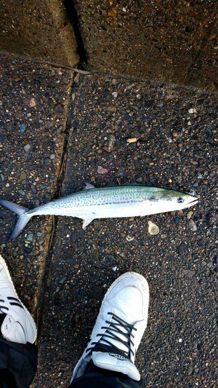 サゴシ沢山います。