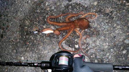 室津極寒エギング