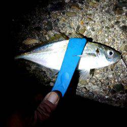 久しぶりのアジ❗❗