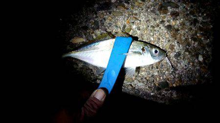 久しぶりのアジ❗❗