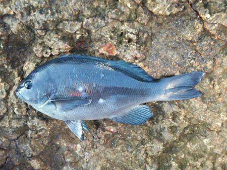 寒グレ～2日目～