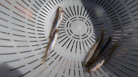 丹沢湖ボートでワカサギ2度目の挑戦