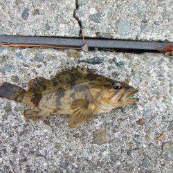 今季初タケノコメバル