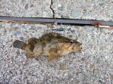 今季初タケノコメバル