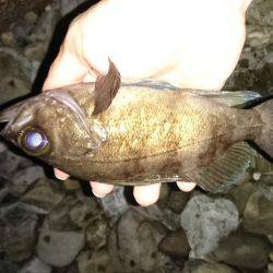 メバル上向き気味。