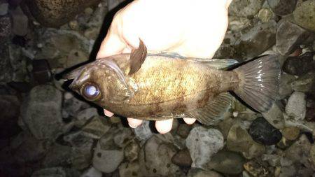 メバル上向き気味。