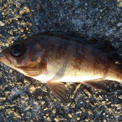 初釣りはメバル。