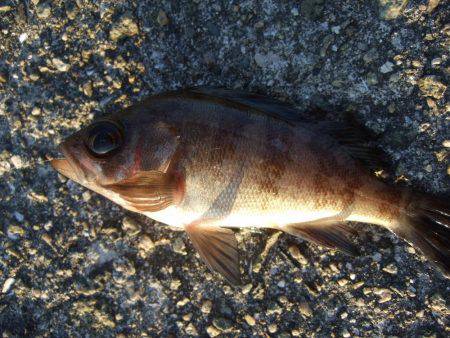 初釣りはメバル。