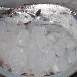 タチウオからのイワシへのリレー釣り