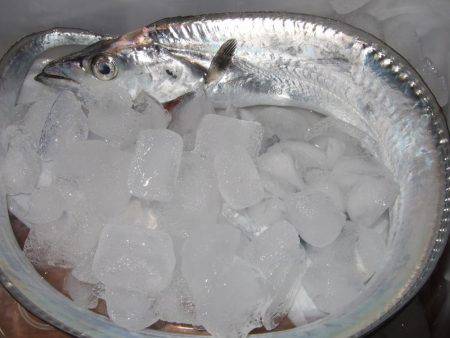 タチウオからのイワシへのリレー釣り