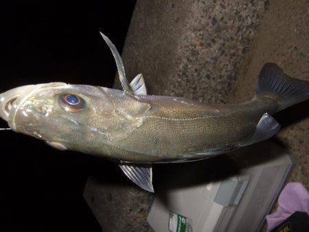 釣り旅行　１日目　５種目達成！