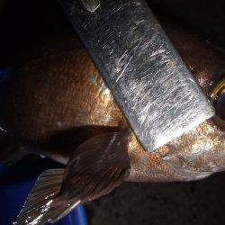 釣り旅行 2日目 坂出港でメバル。