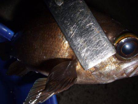 釣り旅行　２日目　坂出港でメバル。