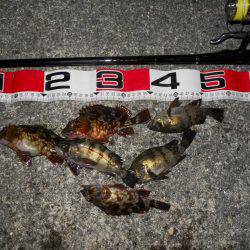 夕方～エビ撒き釣りのメバル調査