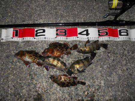 夕方～エビ撒き釣りのメバル調査