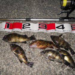 半夜でエビ撒き釣りのメバル調査