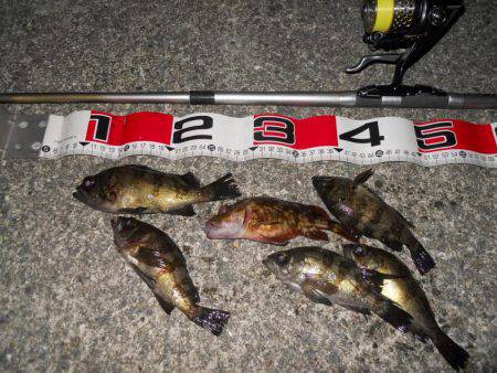 半夜でエビ撒き釣りのメバル調査