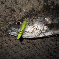 アフターシーバス?ゲット