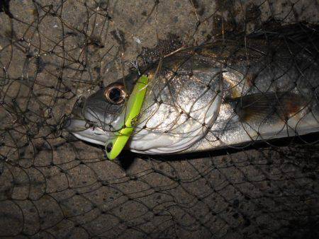 アフターシーバス？ゲット