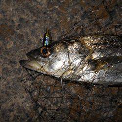 ボトム攻めでシーバスゲット