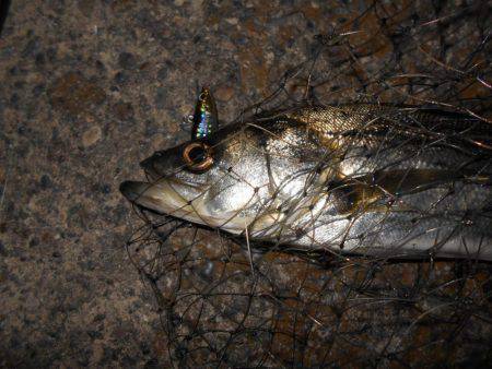 ボトム攻めでシーバスゲット