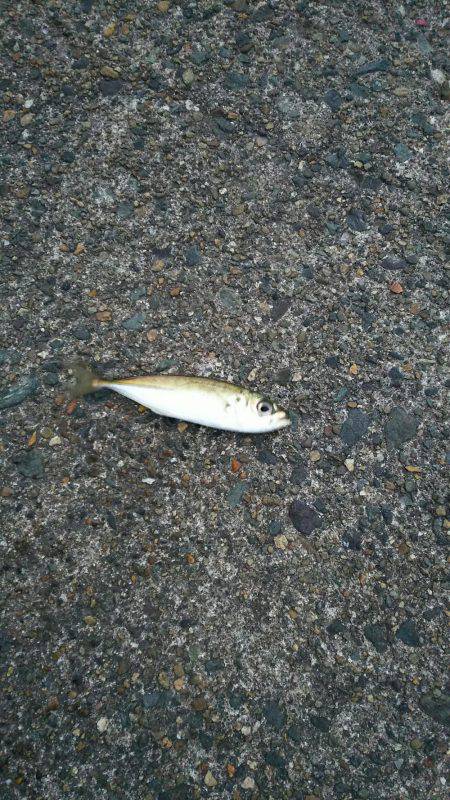 アジング  メバリング？