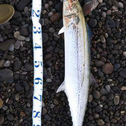 本年初ショアジギング