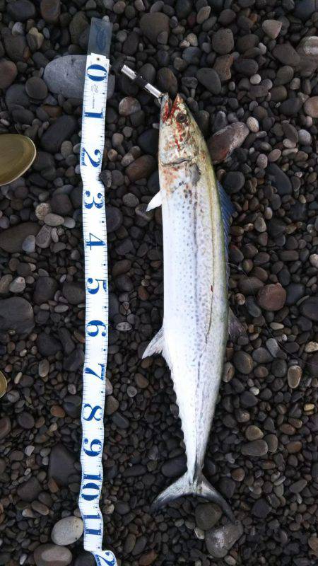 本年初ショアジギング