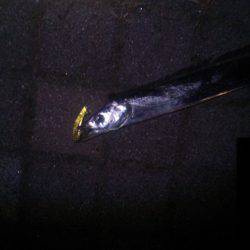 太刀魚は元気！