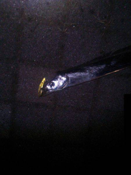 太刀魚は元気！