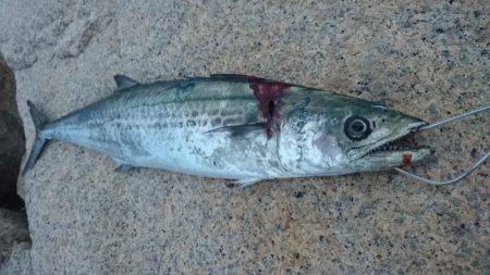 まだサゴシ居ました！